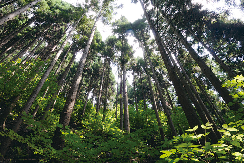 当社岐阜県の社有林（岐阜県） 全9万haの国内社有林で森林認証SGECを取得済みです