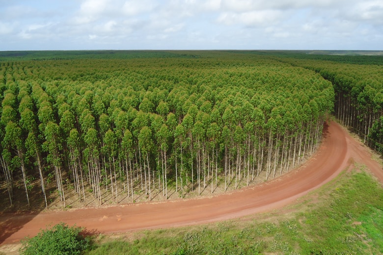 ブラジルの自社植林地 伐採後には再植林を行い、資源を再生しています